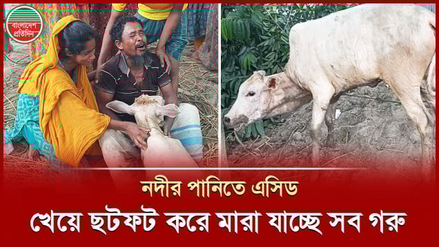অবৈধ ব্যাটারি কারখানার এসিড মিশছে নদীর পানিতে, খেয়ে ছটফট করে মারা যাচ্ছে গ্রামের সব গরু