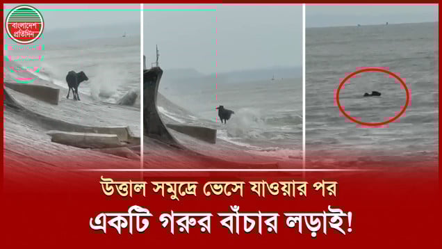 নিম্নচাপে সমুদ্রের উত্তাল ঢেউয়ে ভেসে গিয়েও একটি গরু যেভাবে নিজের জীবন বাঁচালো