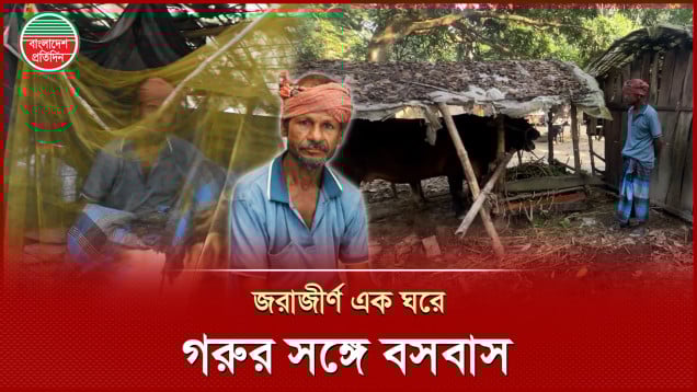 স্বপ্নে দেখে ৩৮ বছর ধরে ভাত খান না বদর, করেননি বিয়েও, গরুর সঙ্গে বসবাস