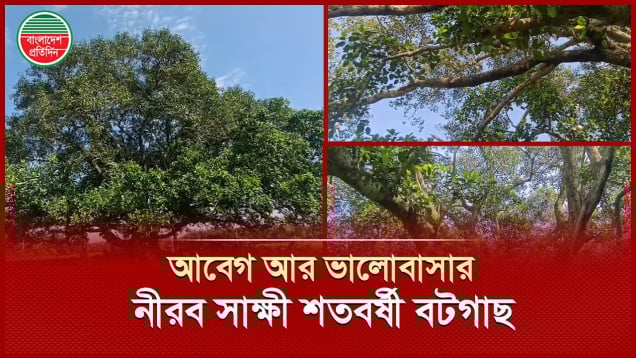 পুরনো দিনের আবেগ, ভালোবাসার নীবর সাক্ষী গ্রামবাংলার শতবর্ষী বটগাছ