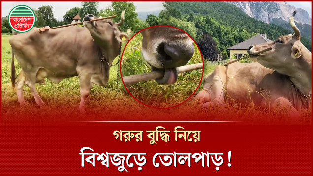 লাঠি দিয়ে গা চুলকাচ্ছে গরু! বুদ্ধি দেখে হতবাক বিজ্ঞানীরা