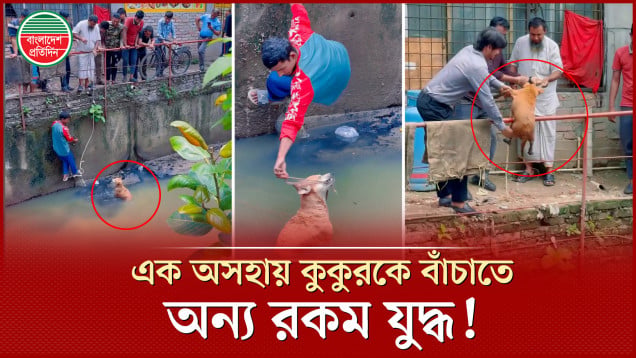 একটি কুকুরকে বাঁচাতে মানবিকতার অসাধারণ দৃষ্টান্ত