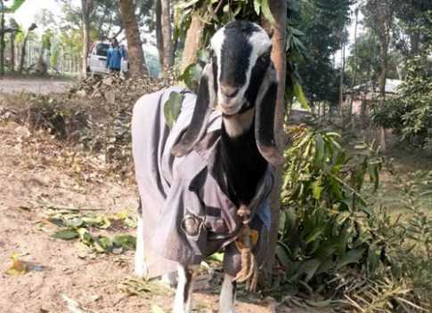 ছাগলের গায়ে পুলিশের পোশাক!