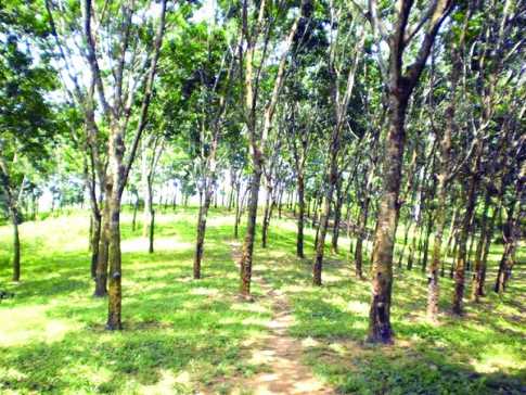 লাউয়াছড়া উদ্যান  [ মৌলভীবাজার ]