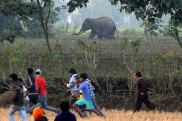 হঠাৎ হাতির তাণ্ডব, আতঙ্কিত গ্রামবাসী