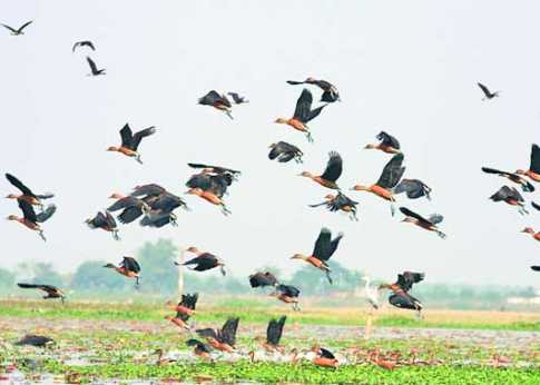 বাইক্কার বিলে পাখির কলতান