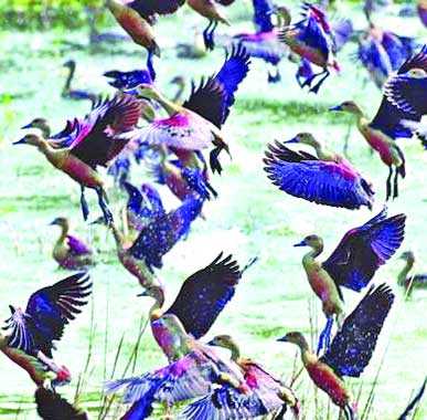 হাকালুকি হাওর