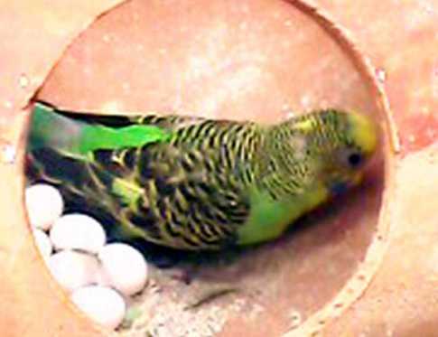 পাখির খামার করে স্বাবলম্বী