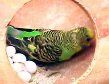 পাখির খামার করে স্বাবলম্বী