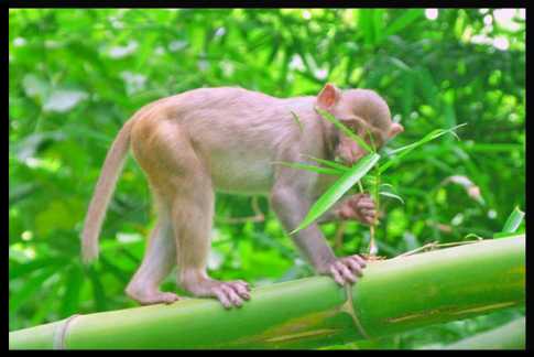 শিক্ষকের ৫০ হাজার রুপি ছিনিয়ে নিল বানর!