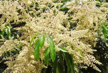 গাছে গাছে আগাম আমের মুকুল
