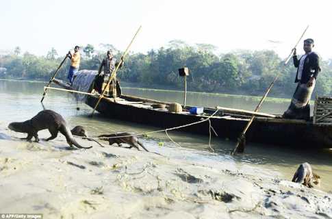 ভোদড় দিয়ে মাছ শিকার, বাঙালির শত বছরের ঐতিহ্য
