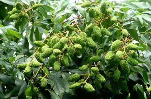 গাছে গাছে লিচুর সবুজ গুটি