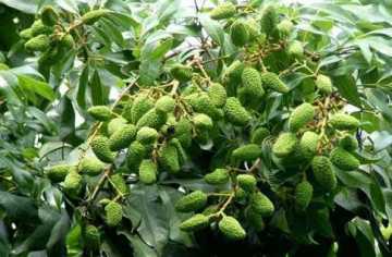 গাছে গাছে লিচুর সবুজ গুটি