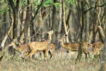 বনাঞ্চল ছেড়ে লোকালয়ে মনপুরার হরিণরা