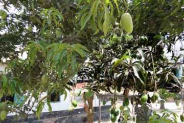 অনাবৃষ্টিতে বিপাকে আম-লিচু-বোরো চাষী