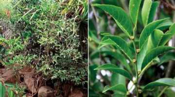ধাতু খেকো বিচিত্র গাছ!