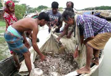কালাপাড়ায় চলছে পোনা নিধনের মহোৎসব
