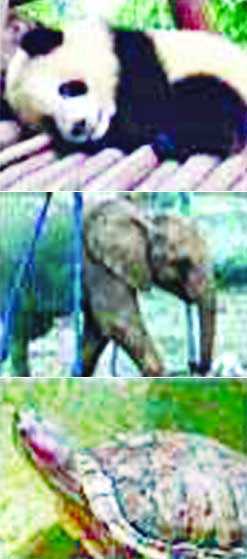 এবার জ্যোতিষ কচ্ছপ, পাণ্ডা, হাতি! 