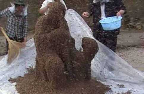 শরীরে ৩ লাখ ২৬ হাজার মৌমাছি নিয়ে বিশ্বরেকর্ড
