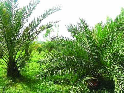 সৌদির খেজুর বগুড়ায় 