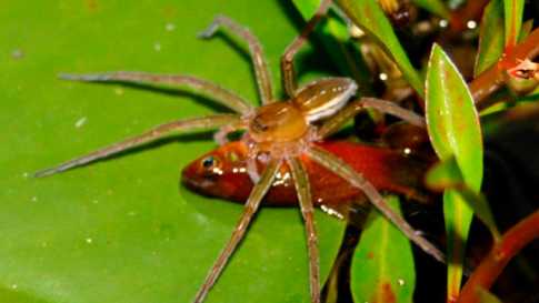 মাছ খেকো মাকড়সার সন্ধান