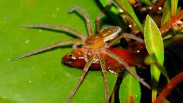 মাছ খেকো মাকড়সার সন্ধান