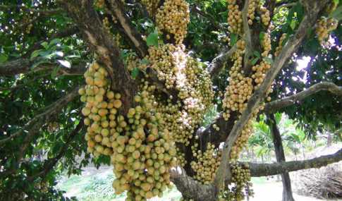 লটকন চাষে ভাগ্য বদল