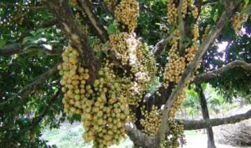 লটকন চাষে ভাগ্য বদল