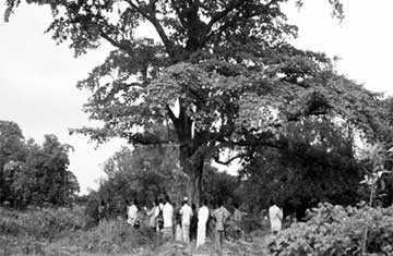 কারাম বৃক্ষ ও পূজারিগণ 