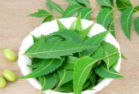 নিমপাতার গুণাগুণ