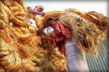 সোনালি আঁশ পাট