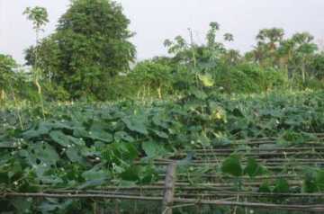 বাগেরহাটে সবজি চাষে বিপ্লব