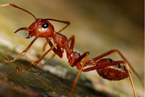 ক্ষতিকর কার্বন ডাই-অক্সাইড শোষণে পিঁপড়া!