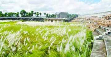 স্টেডিয়াম যেন কাশবন! 