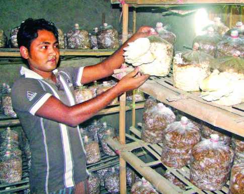 মাশরুমে বেকার মুক্ত হচ্ছে বগুড়া