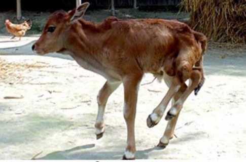 ফুলবাড়ীতে বাছুরের ৫ পা!