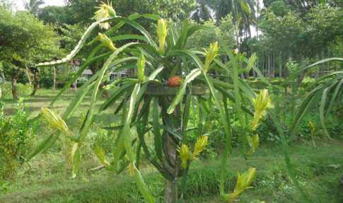 জনপ্রিয় হচ্ছে ড্রাগন চাষ