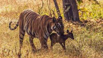 বাঘিনীর বিস্ময়কর মাতৃত্ব 