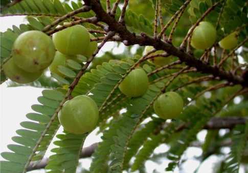 আমলকির নানা গুণ