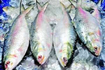 চাঁদপুরে মা ইলিশ রক্ষায় অভিযান চলছে