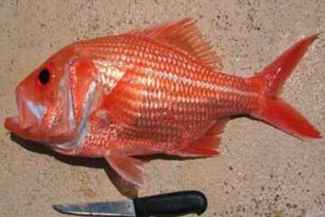 পৃথিবীর সবচেয়ে বয়স্ক মাছ