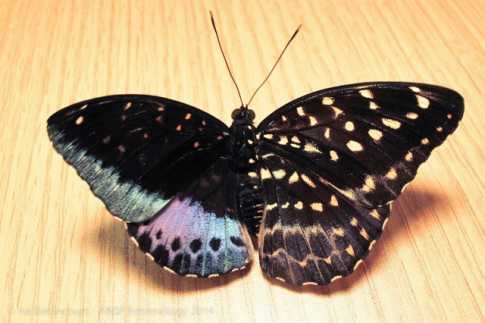 আধা পুরুষ-আধা নারী প্রজাপতি