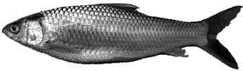 মৃগেল মাছ 