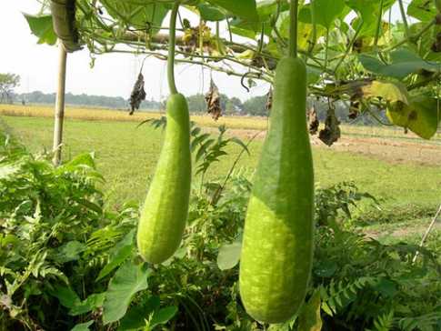 লাউয়ের নানা গুণ