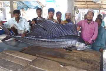 জালে উঠে এলো ১০ ফুট লম্বা গোলপাতা মাছ