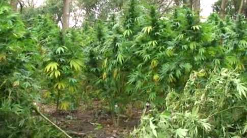 এবার আলাস্কায় \\\'গাঁজার\\\' বৈধতা 