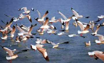 মানুষকে তাড়া করলো পাখি