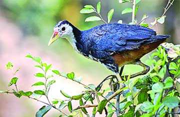 চিরবিরহী ডাহুক