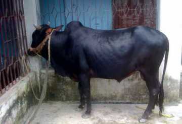 গরুর মাংসেও ভয়